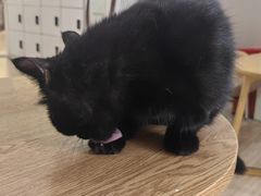 -李小姐の猫咖啡馆(五角场店)