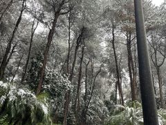 -铁山坪森林公园