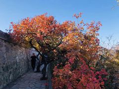 -香山公园