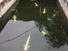 -特种渔场