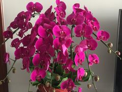 -爱尚幸福鲜花(上地实体店)