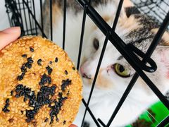 碱酥饼礼盒-汪玉霞(汉口里店)