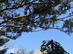 -海南铜鼓岭景区