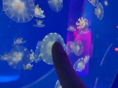 -左海海底世界
