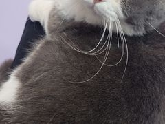 -1013 PET SHOP 宠物商店(近铁城市广场店)