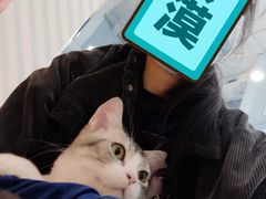 -糯米喵星人·撸猫猫舍咖啡馆(西市场嘉华店)