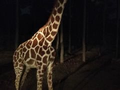 -清迈夜间动物园