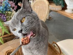 -共舞时光猫咖·狗咖(新街口店)