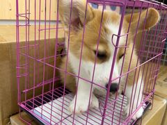 -艾贝尔宠物医院·宠保定点·超声绝育·免疫点(樱花路店)