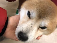 -柴迷FANS CLUB·柴犬狗咖·猫咖