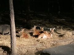 -清迈夜间动物园