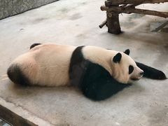 -西安秦岭野生动物园