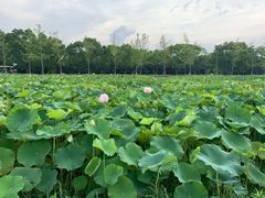 -嘉北郊野公园