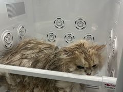 -爱洗澡的猫(望京店)