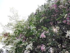 -深圳国际园林花卉博览园