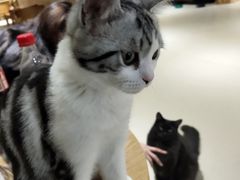 -藏猫猫咖啡主题馆(中央大道店)