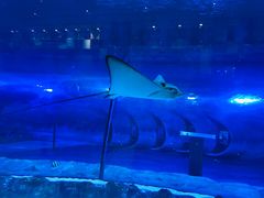 -迪拜水族馆及水下动物园