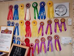 -柴犬高等学院·狗咖·柴犬售卖·宠物训练