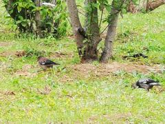 -蜀冈西峰生态公园