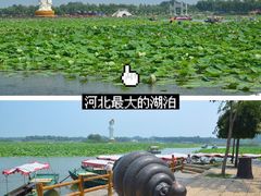 -白洋淀景区