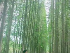 -黄海国家森林公园