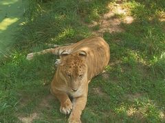 -西霞口神雕山野生动物世界