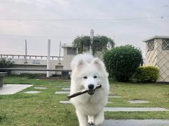 -安安宠医宠物医院·异宠·犬猫内科(岳阳分院)