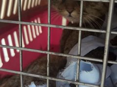 -米苏动物医院·犬猫专科·骨科外科内窥镜