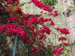 -乐山大佛风景名胜区乌尤寺南门-售票点