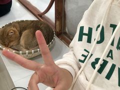 -共舞时光猫咖·狗咖(新街口店)