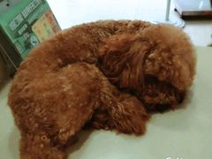 -佳雯宠物医院(四明中路分院)