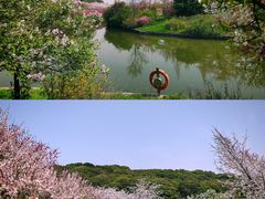 -苏州上方山国家森林公园
