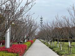 -高东镇樱花园