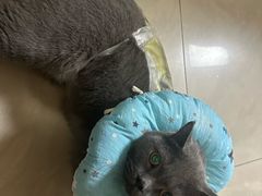 -米苏动物医院·犬猫专科·骨科外科内窥镜