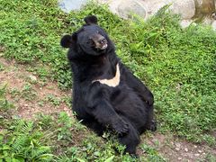 -都江堰中华大熊猫苑