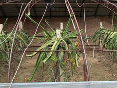 -呀路古热带植物园