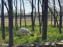 -莱阳濯村樱花园