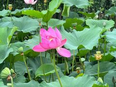 -莲花池公园