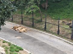 -大连森林动物园
