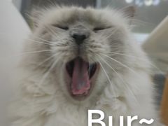 -喵的天空名猫咖啡馆·撸猫·猫舍·用品