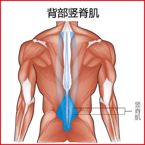 松解锻炼竖脊肌好处多多