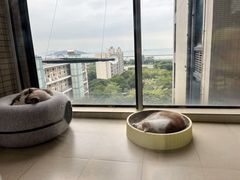 -创凡宠物医院·骨专科  猫科中心(西乡分院)