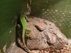 -上海大自然野生昆虫馆(东方明珠·爬宠昆虫探索中心)