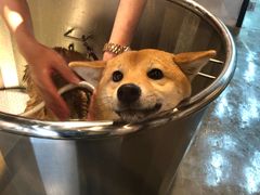 -PETKIT 小佩宠物·低压洗护·美容·寄养(安远店)