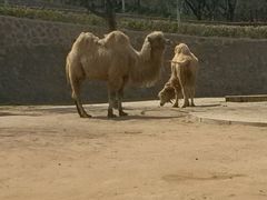 -石家庄市动物园