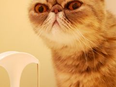 -滚猫咖啡·猫咖·猫友好撸猫(未来城店)