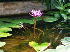 -国家植物园南园