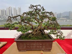 -重庆市江北嘴中央商务区中央公园