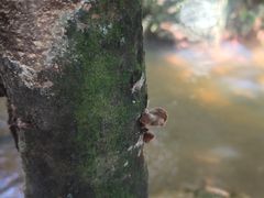 -呀诺达热带雨林