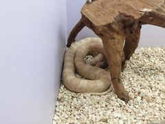-昆明大悦城未来动物城(螺蛳湾中心店)